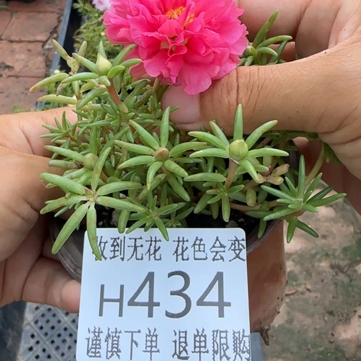 无花朵H434超小苗盆口10cm