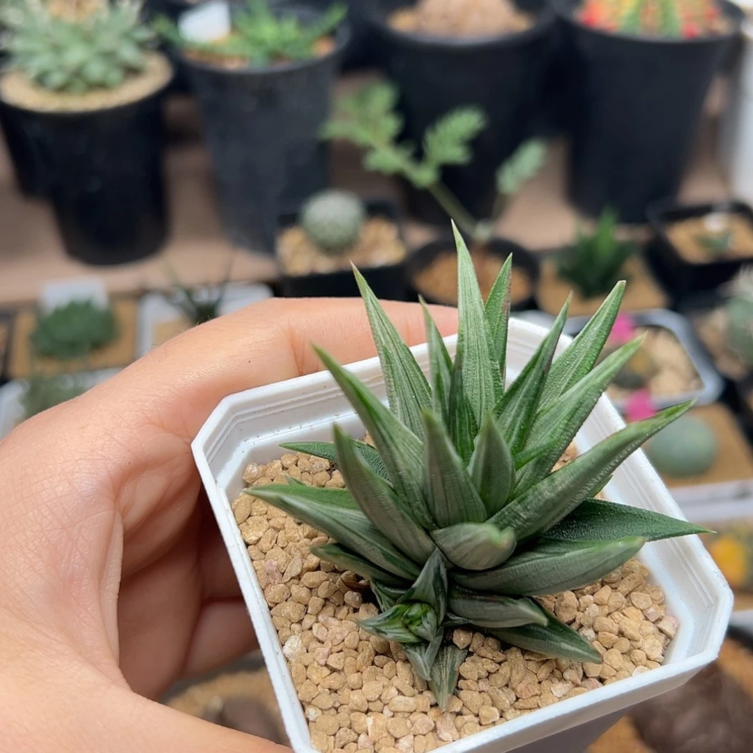 象牙塔白锦拉丝锦，18包邮非偏远