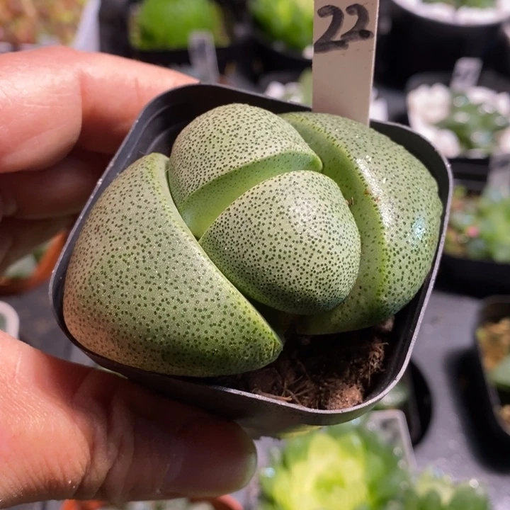 元宝多肉植物带盆带土发货