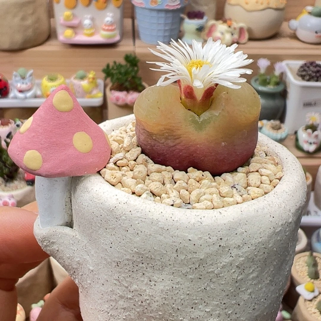 多肉植物109号大毛