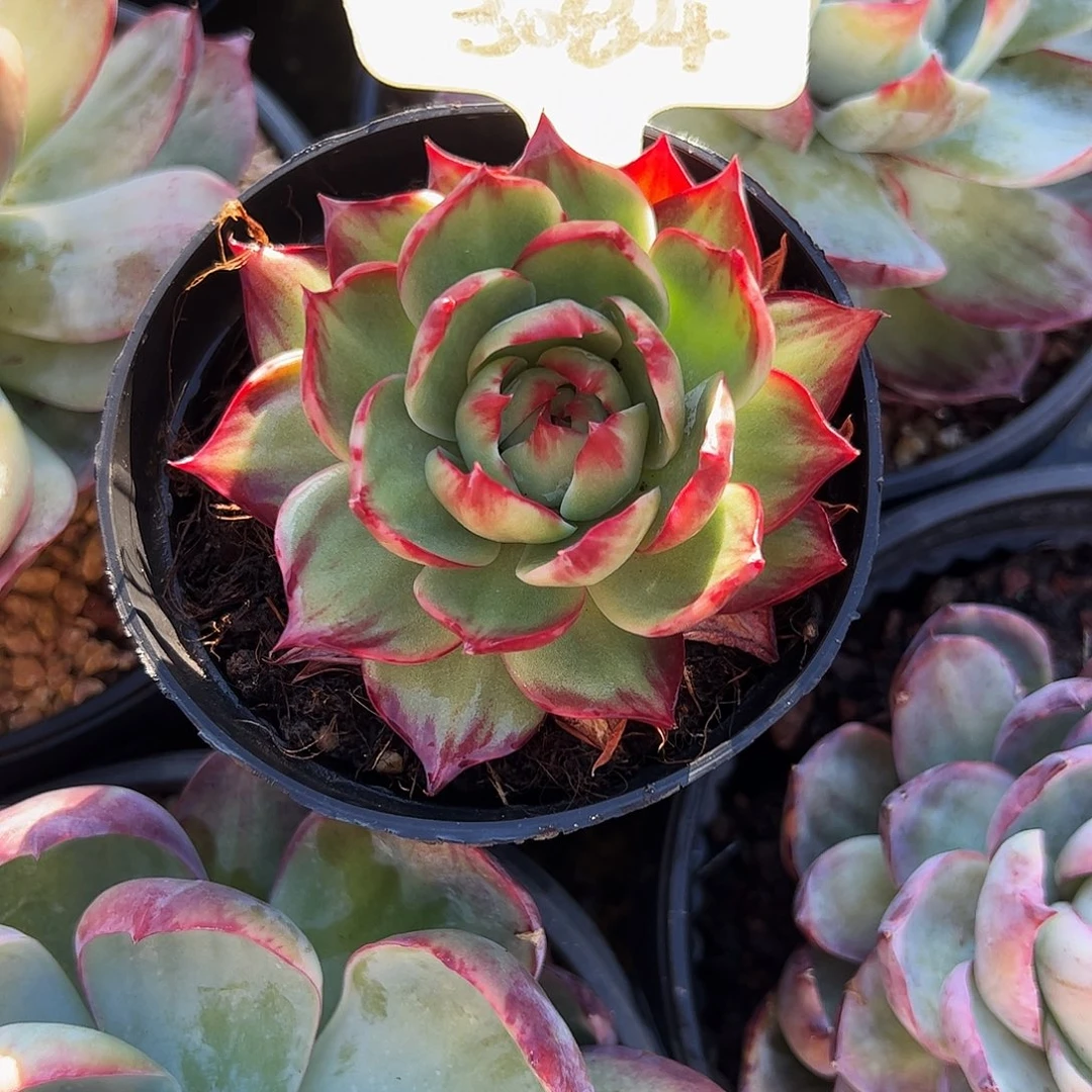 杨***扬小惊鸿仙子一物一拍3084号