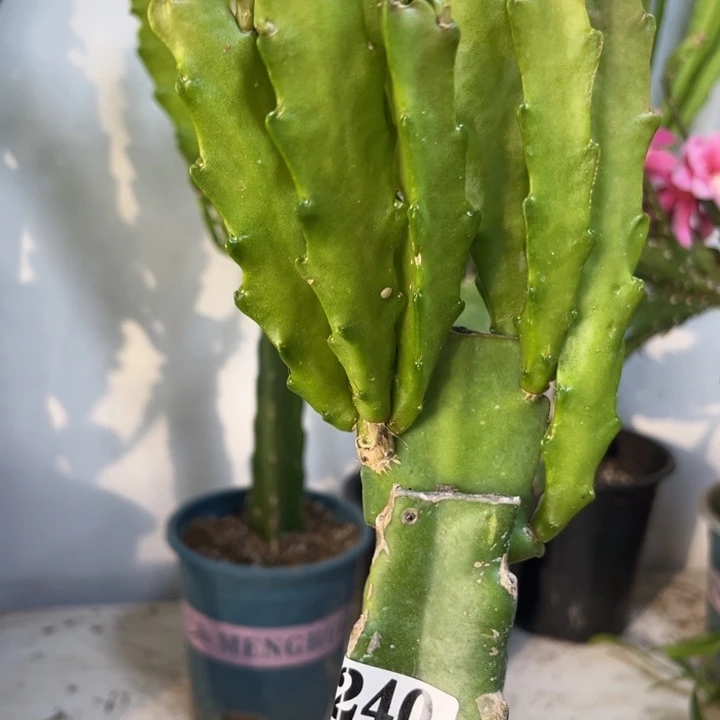 当前无花栽培后可以开花481