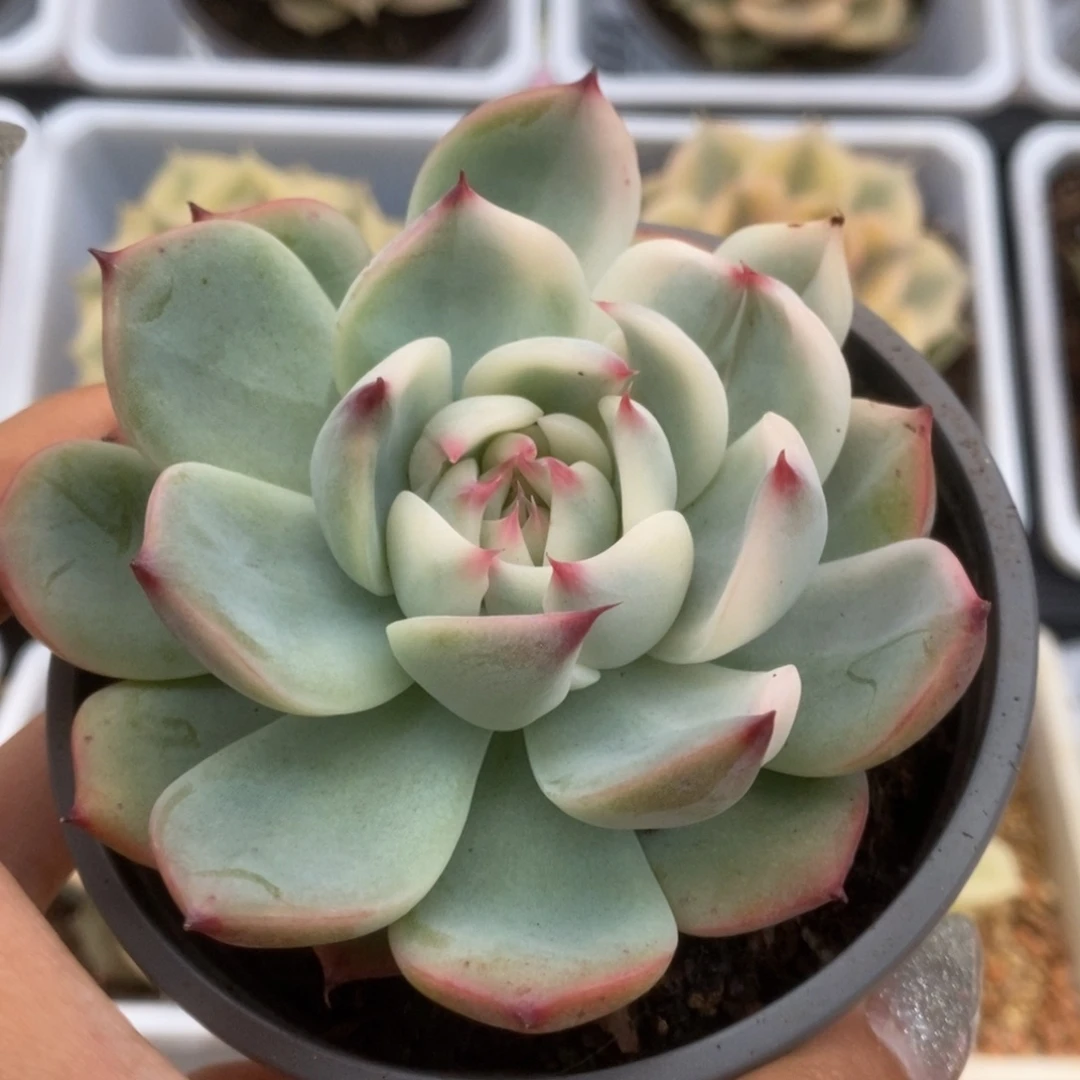 433锦锦锦锦锦锦锦锦锦