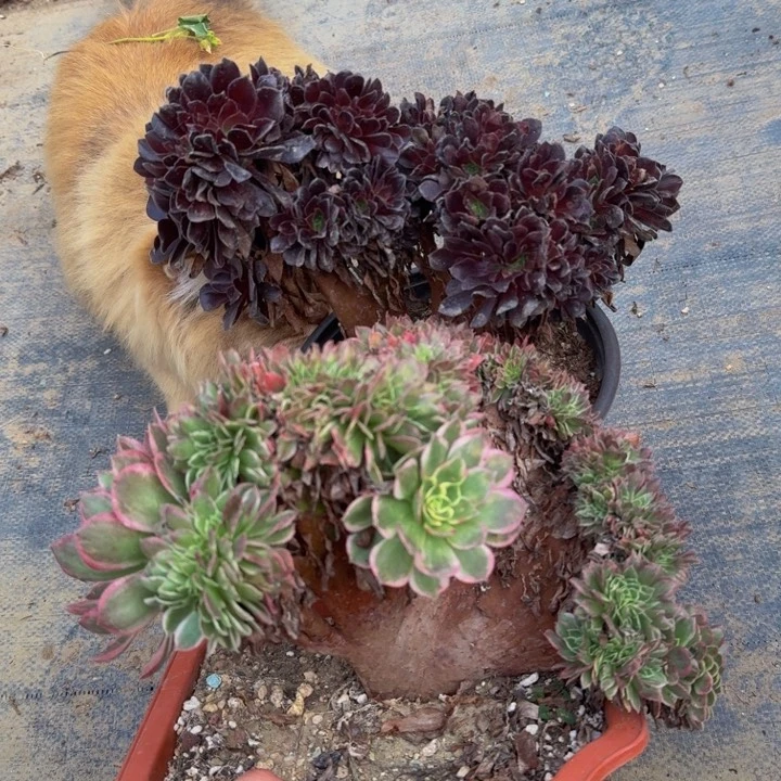 海王梅花法师两颗特价28