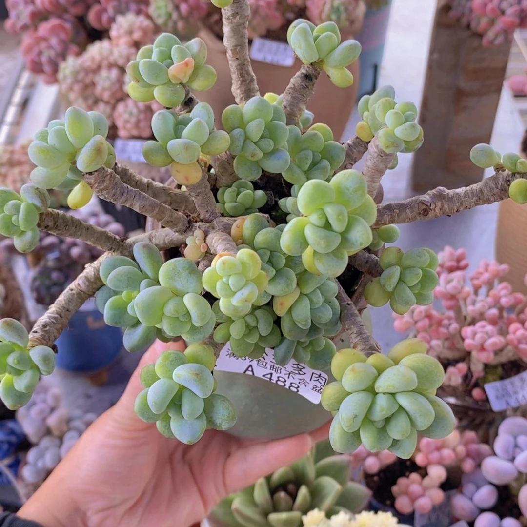 劳尔老桩13cm488多肉酱