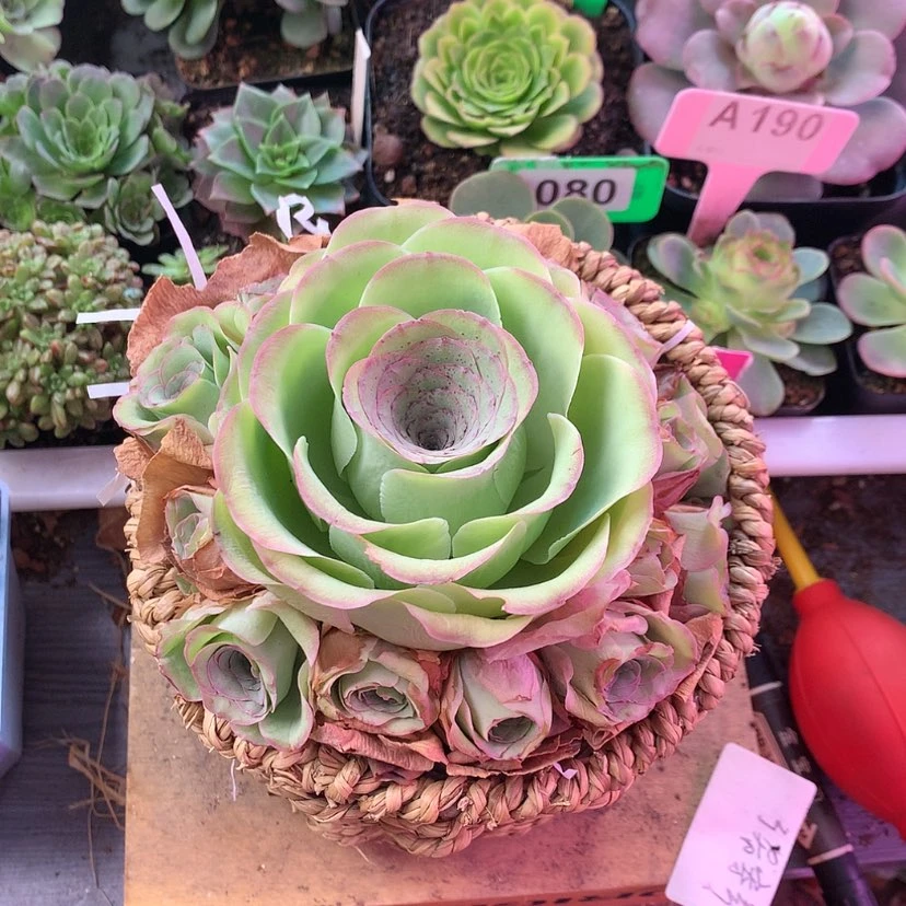 【闪购商品】钟****橱12月会员勿忘我