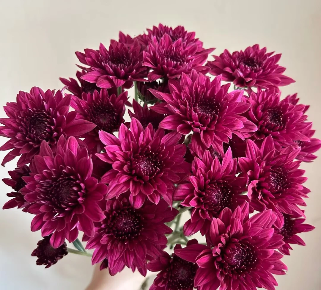 紫丹特小雏菊一把 （8到10支）    鲜花自选 自由搭配 云南基地