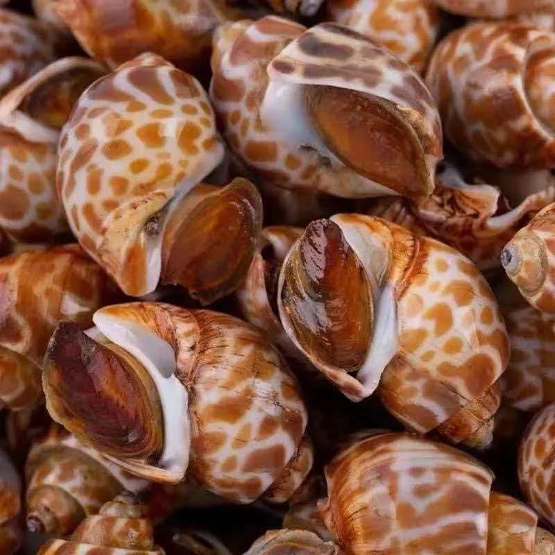 【拍2斤送2斤】鲜活速冻花螺新鲜海鲜螺类干净鲜甜急冻锁鲜无沙无水11/16【吕伟】