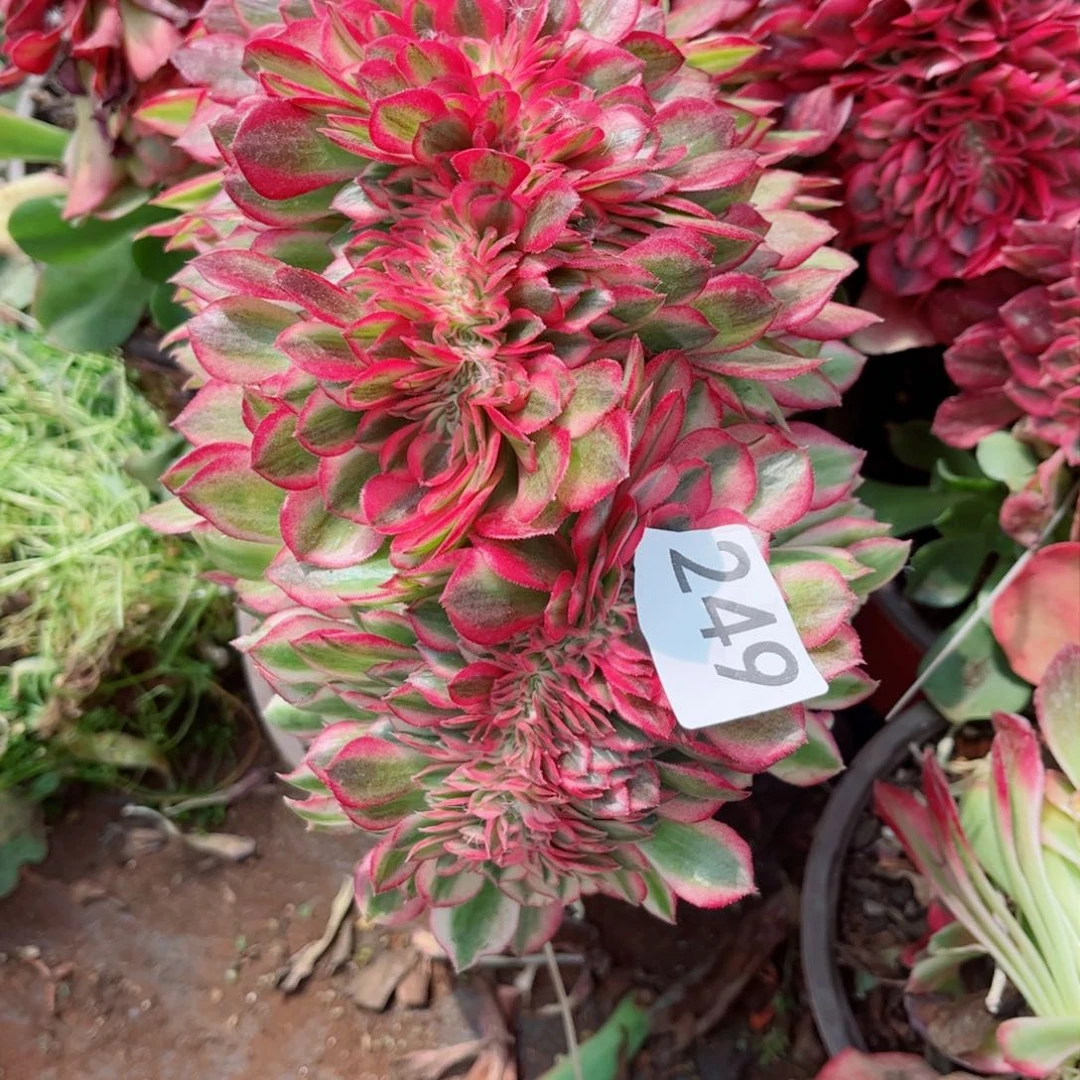 积**善多肉植物249荔枝