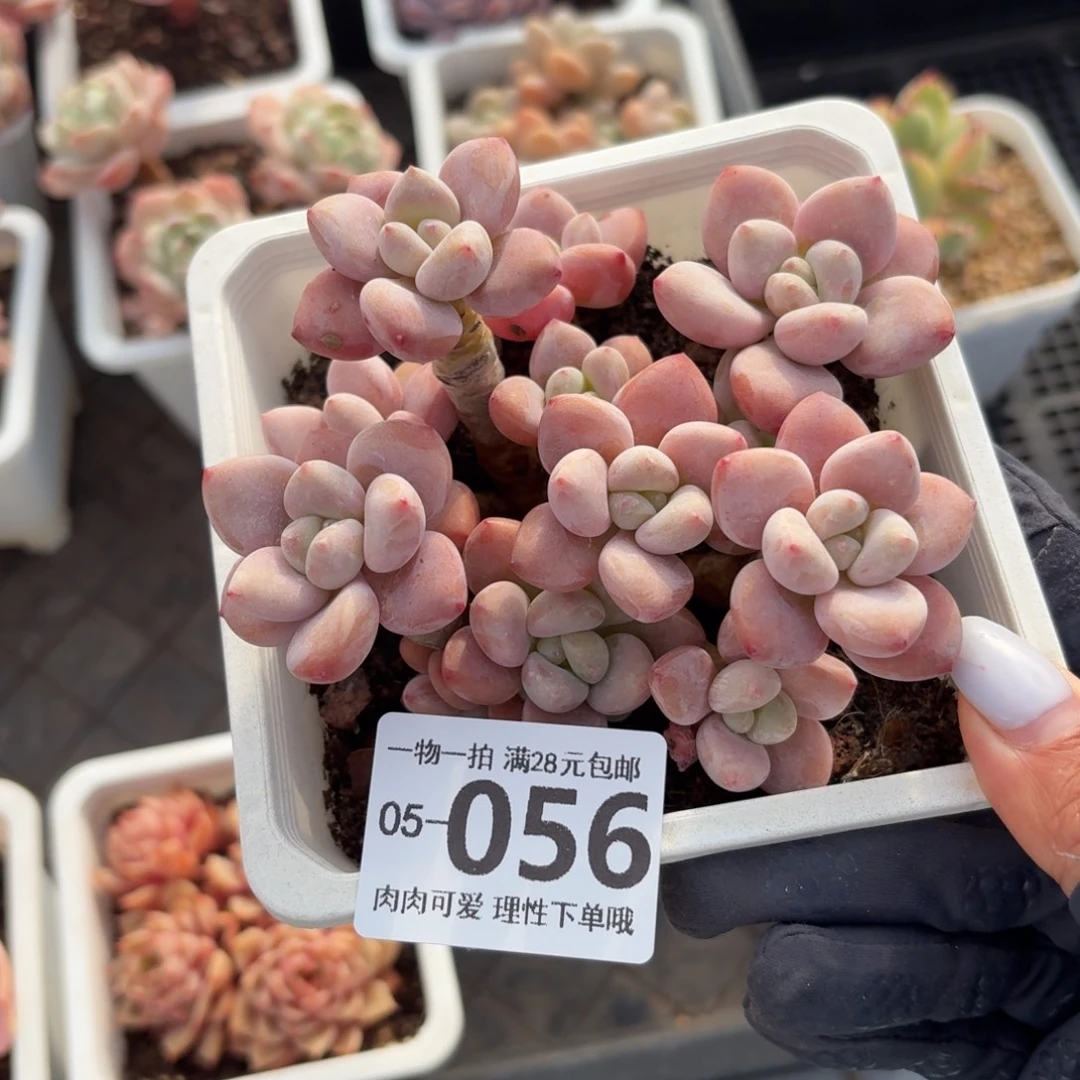 樱花洛神无盆土发货