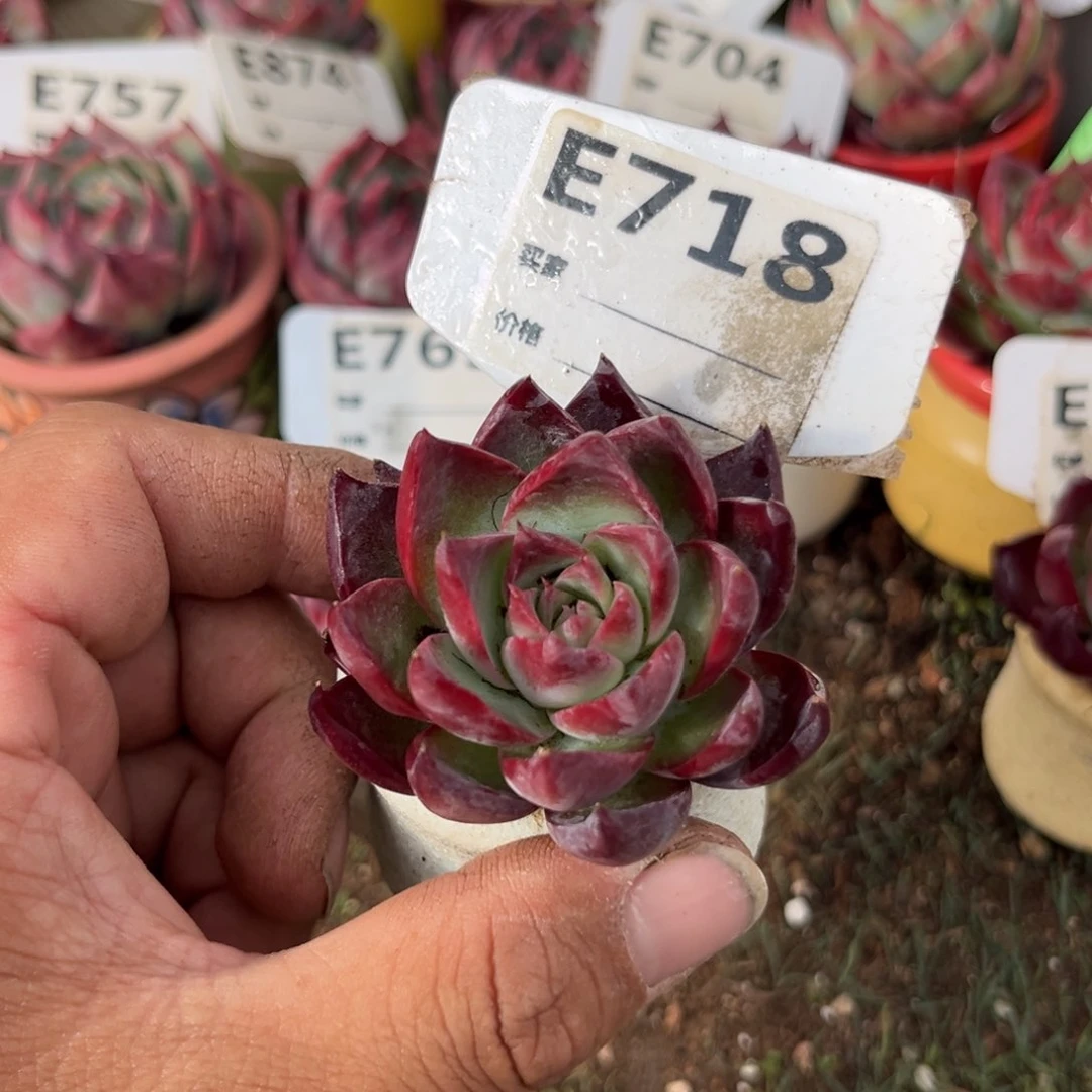 香*惊鸿一瞥718号多肉