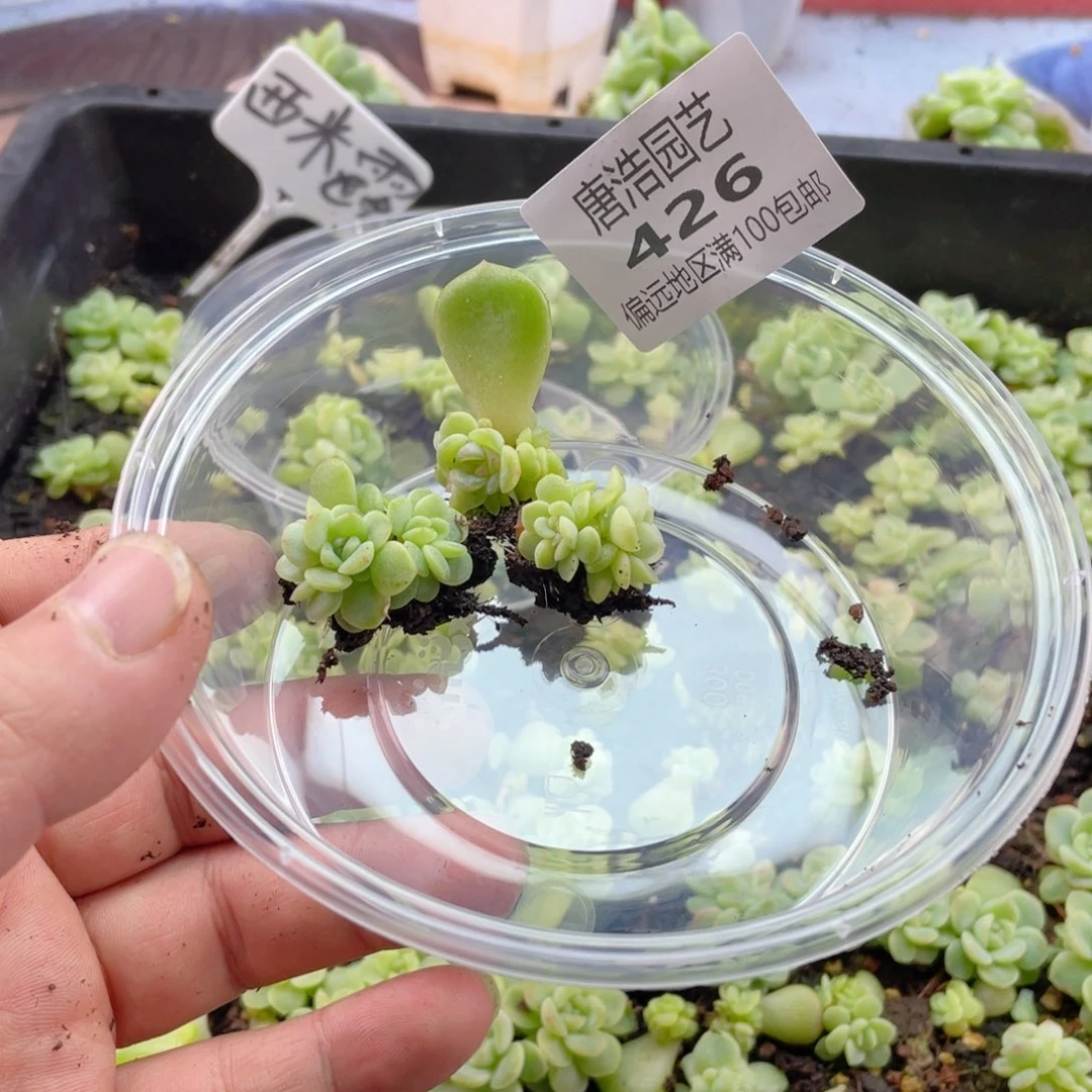 娣***肉西米露4号一物一拍426.