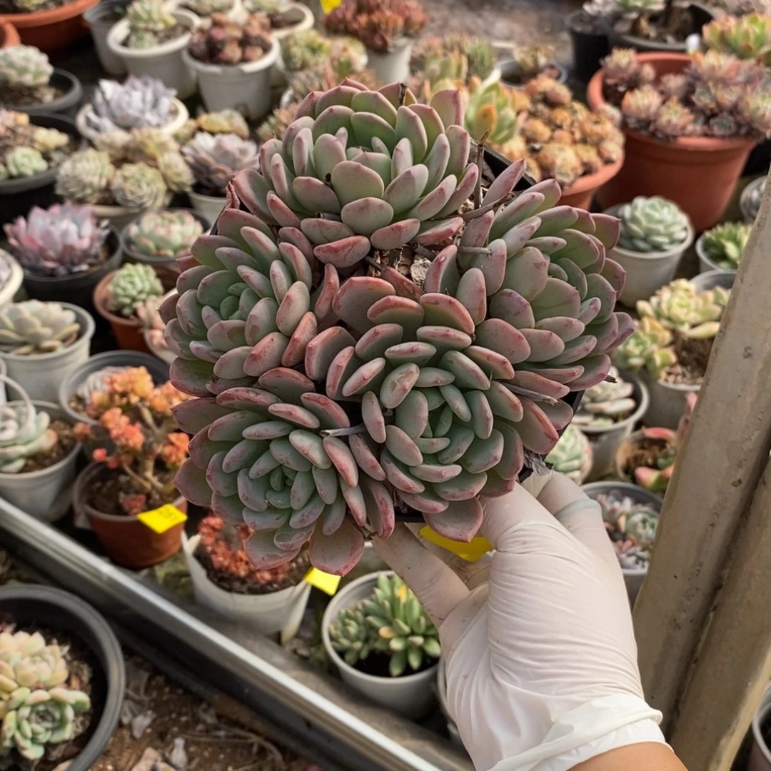 258玛瑙老桩一物一拍