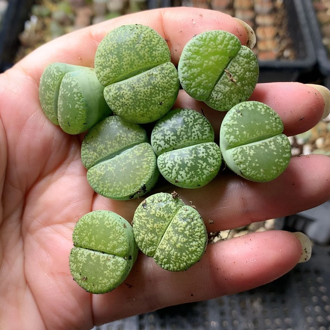 H318多肉植物保护研究所