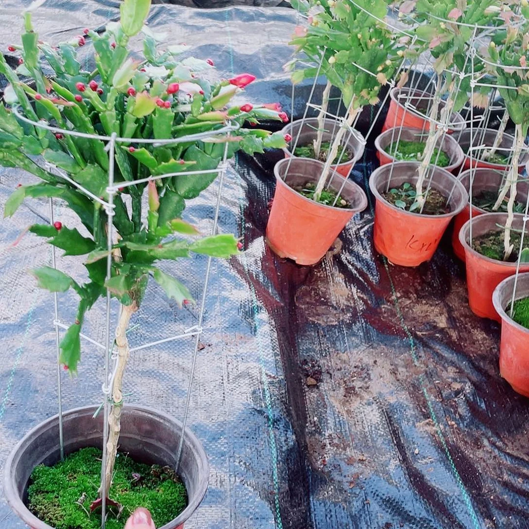 似***9完全开放叶仙嫁接蟹爪兰福利