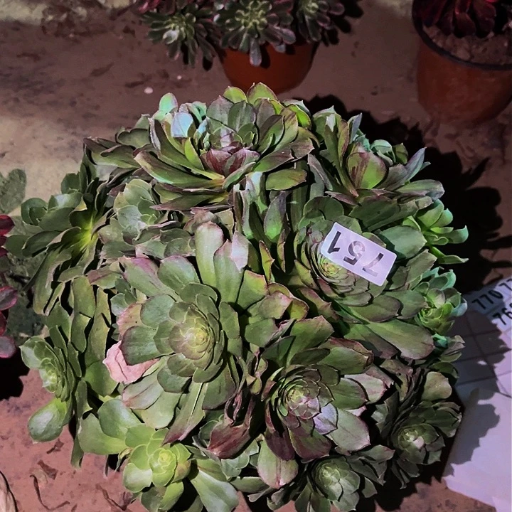 751花月夜多肉植物处理不售后