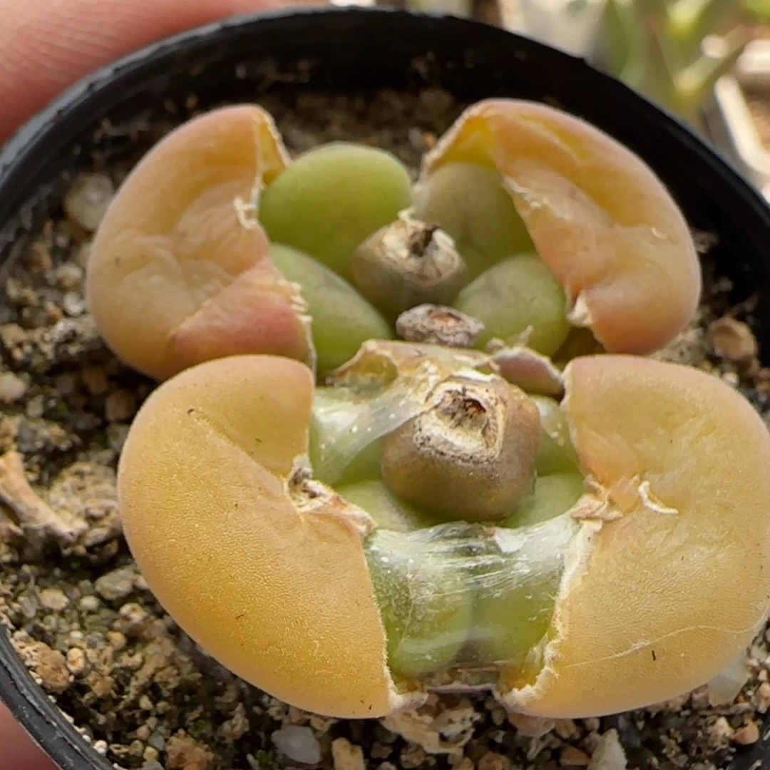 【闪购商品】?****妍8782