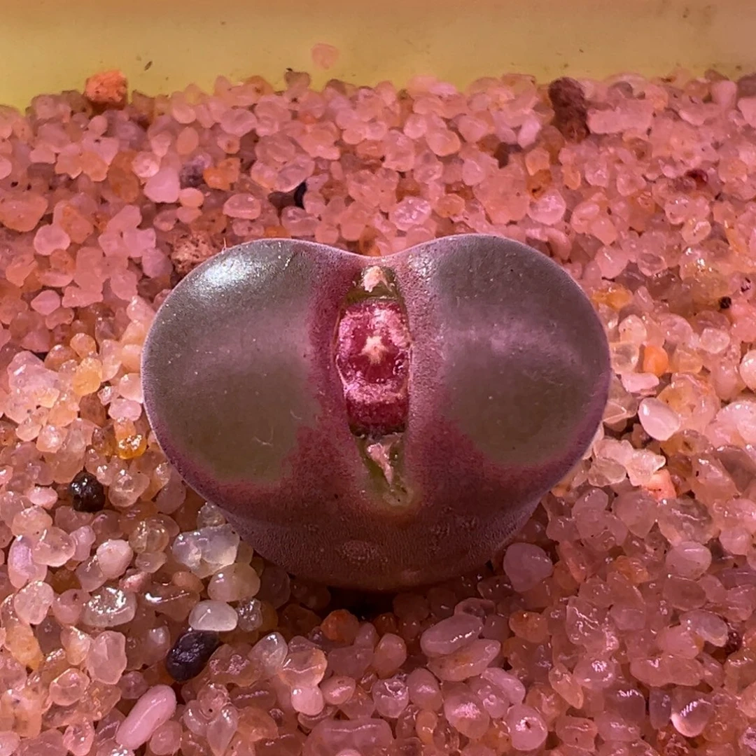 349。青蛙四年半超级萝莉风铃