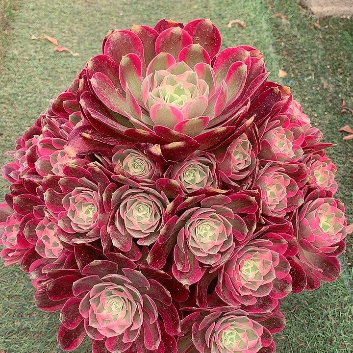 妖月捧花,多肉植物