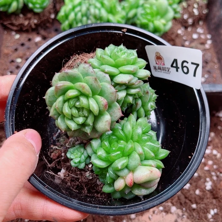 多肉植物多肉植物