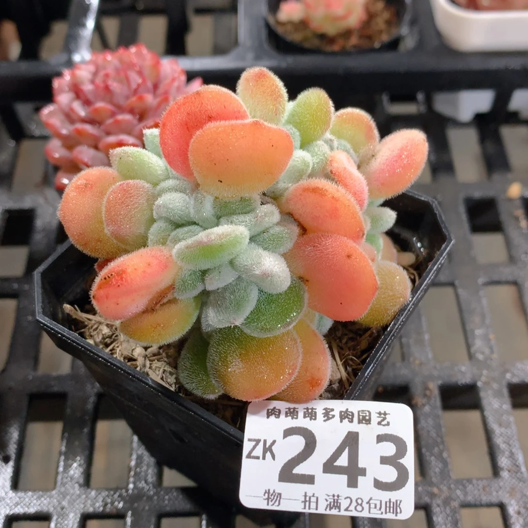 肉萌萌拇指盆精控多肉ZK243