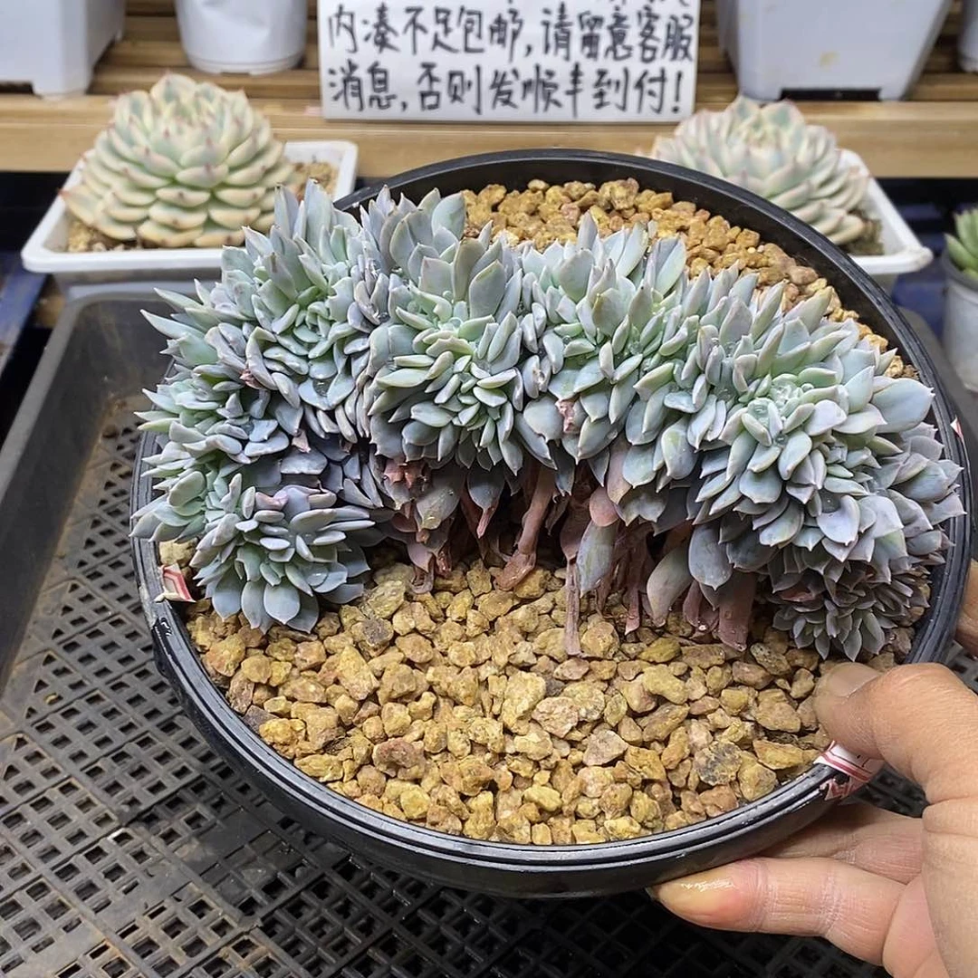 2877 大白茶缀化 需延时发货