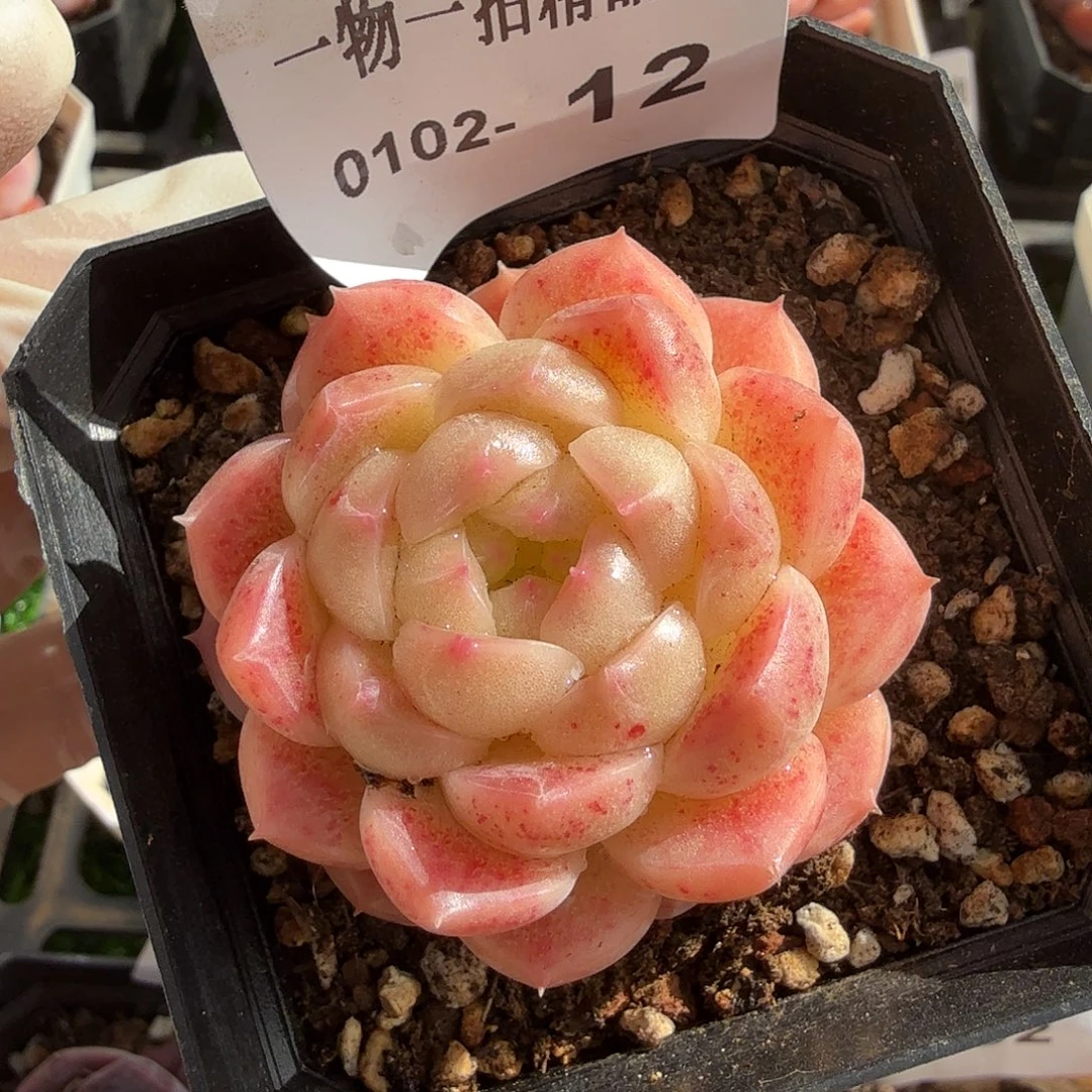 0102-12多肉一物一拍