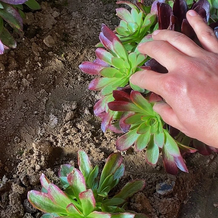 15039号狂欢节法师多肉