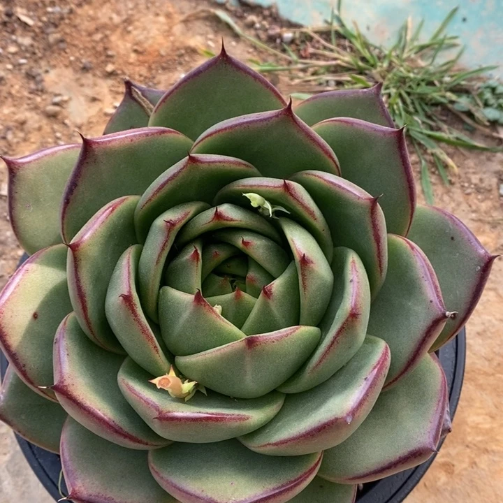 新品原始种宽叶东云