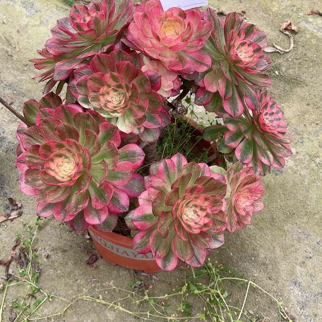 ?****?多肉植物荔枝764