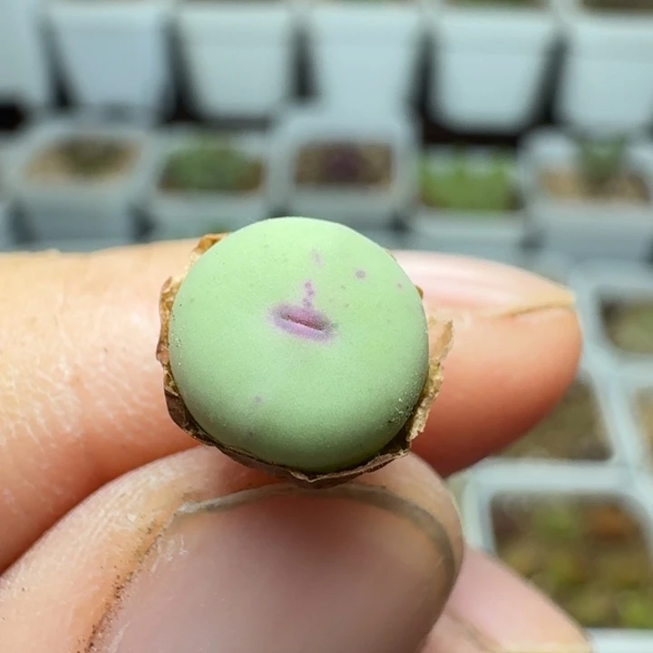 345嘴开播漏。