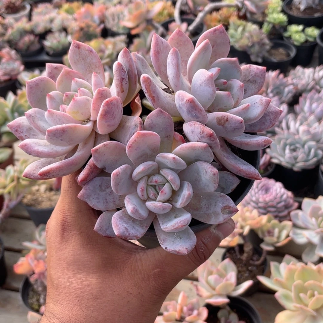 3119  橙梦露  六月六