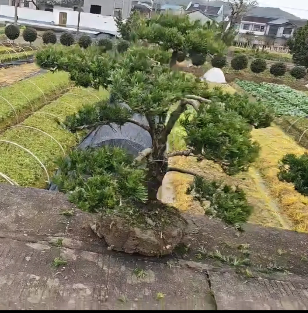 罗汉松一物一拍！