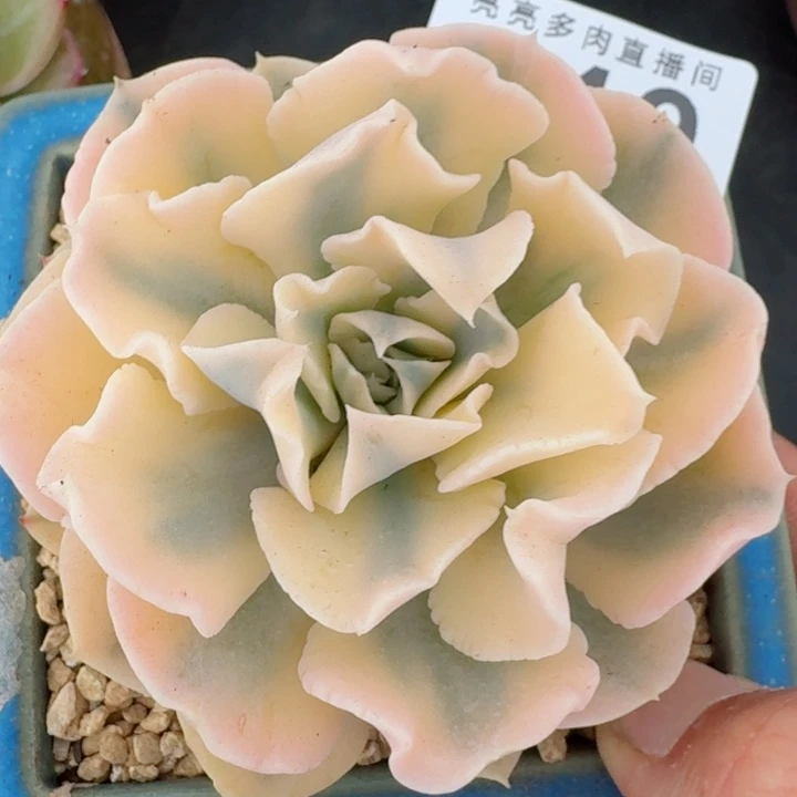 锦         精控精养多肉植物