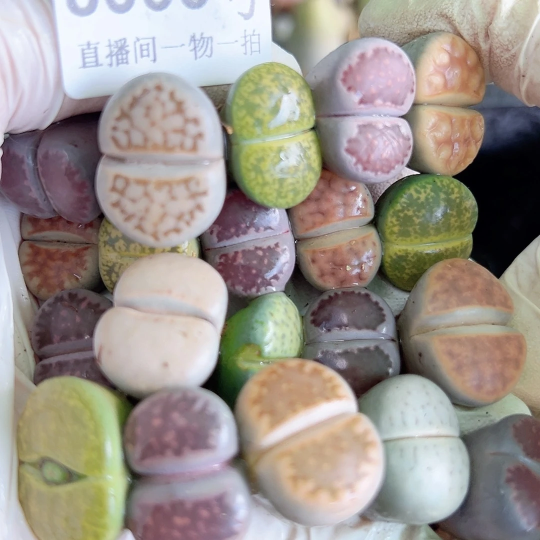 8663 好养易活生石花大母本20个下播福利