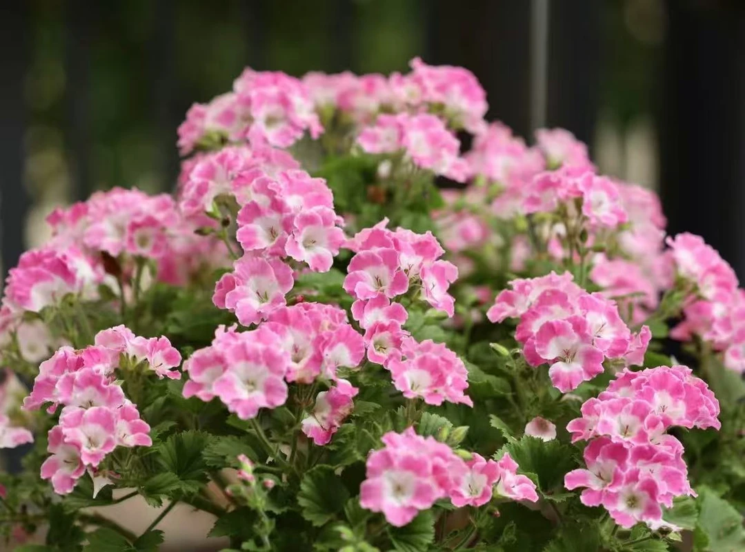 百慕大粉蝴蝶梅大花天竺葵室外施肥生长植株降温冬季春冬开花