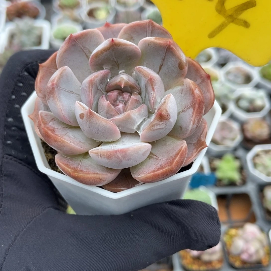 2-4夜莺多肉植物保护