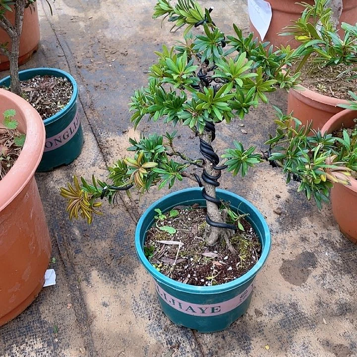 无花朵用****4罗汉松鲜花绿植