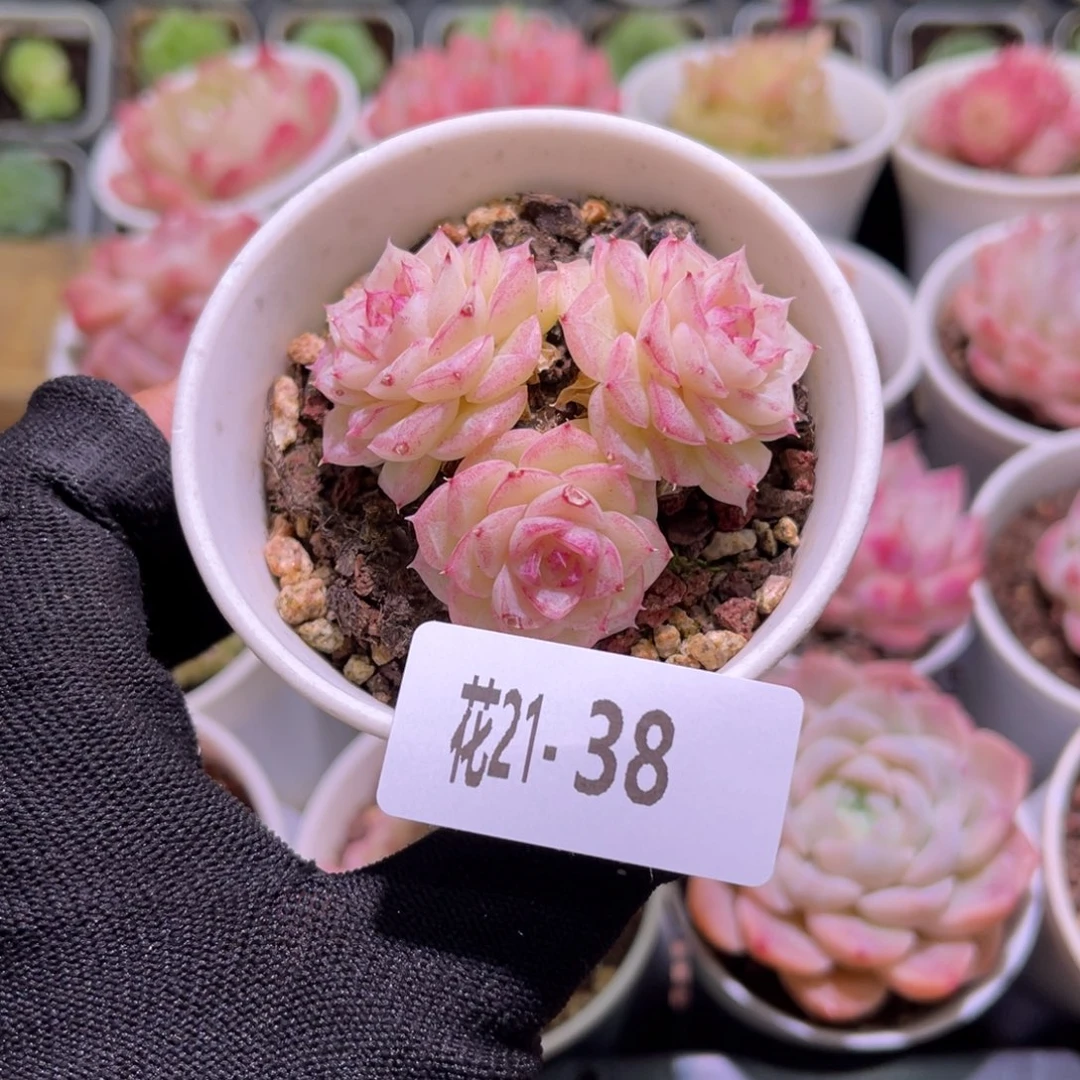 花21-38白天鹅三头