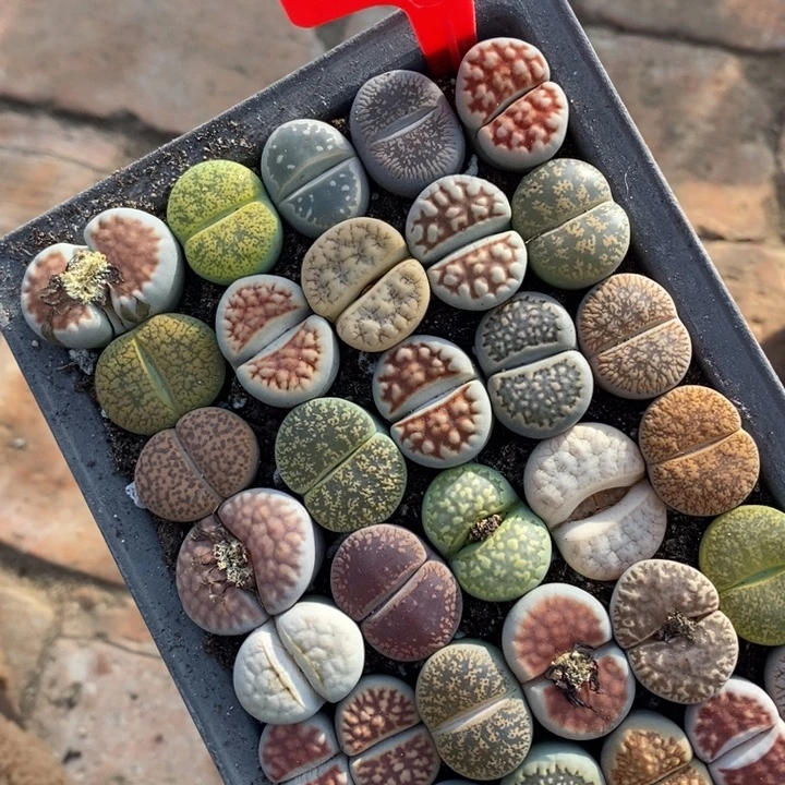 否***来生石花等植物的生长发育549