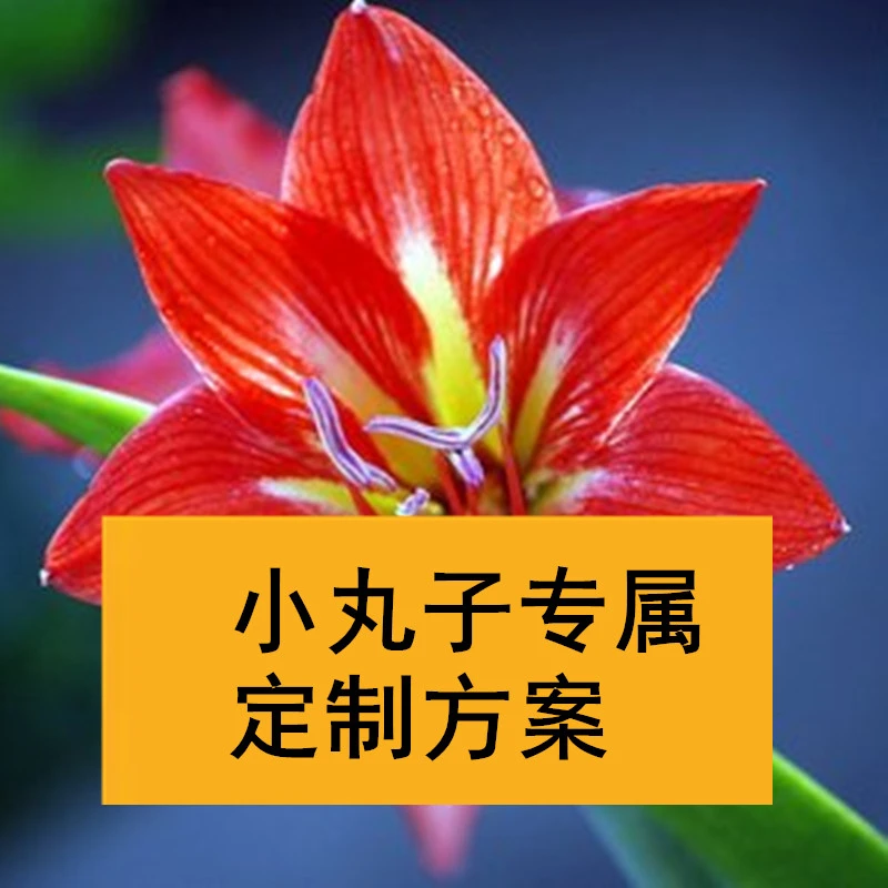 【小丸子专属】朱顶红花卉使用 氨基酸水溶叶面肥