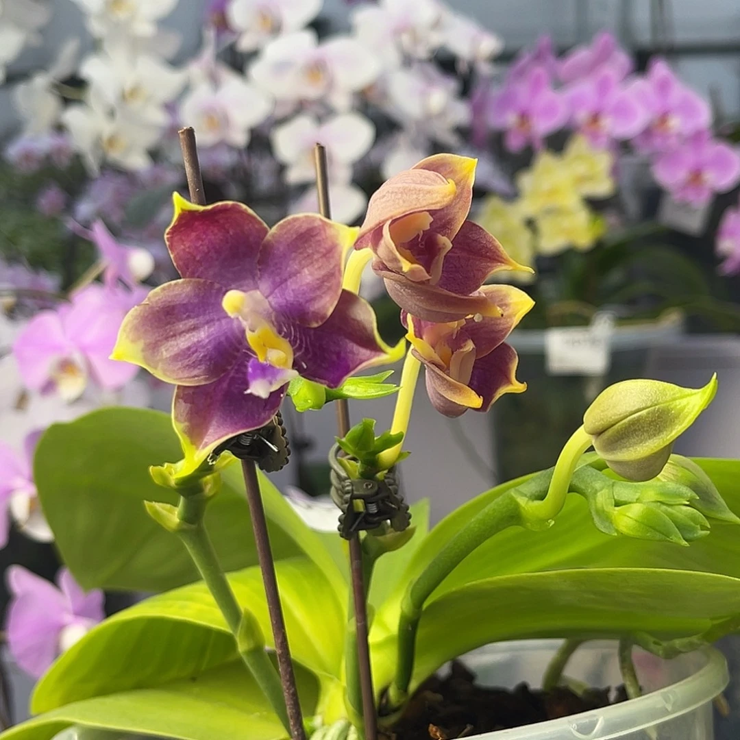 大量花朵（建议范围：8朵-15朵 或40%以上）编号1090蓝企鹅