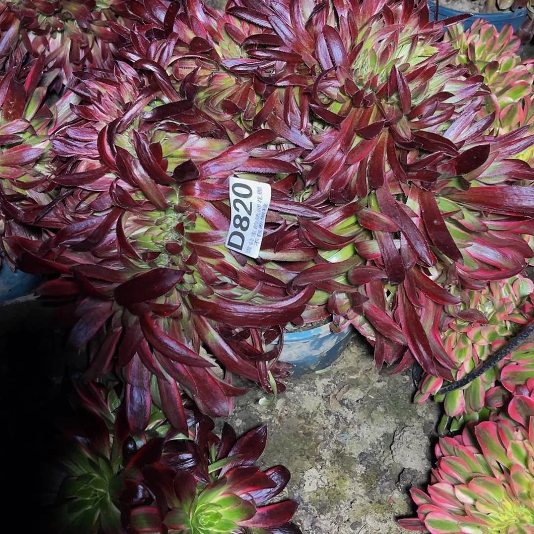 法师法师28–44包邮法师