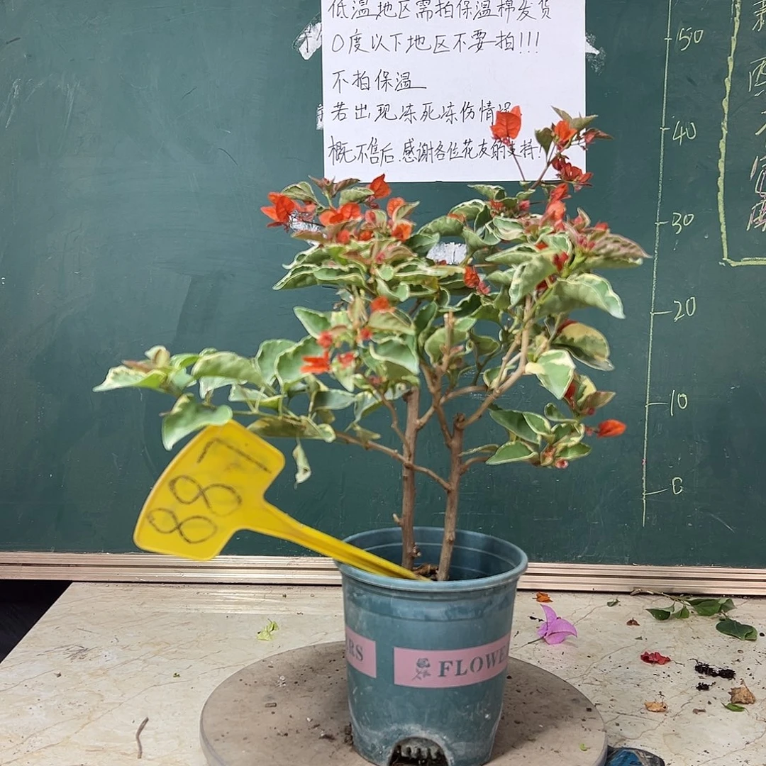 完全开放双杆 蜡染橙 887