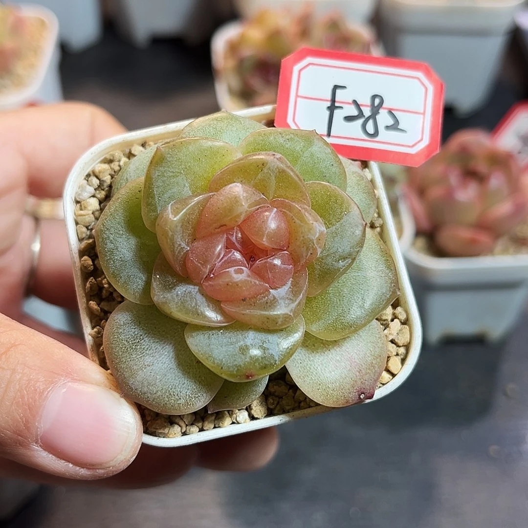 F282一物一拍 x心动