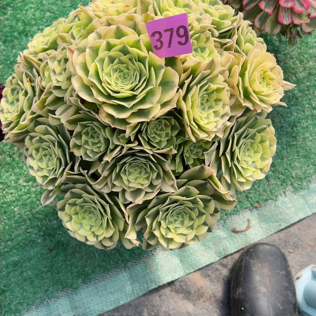 柒****?绿豆沙379法师