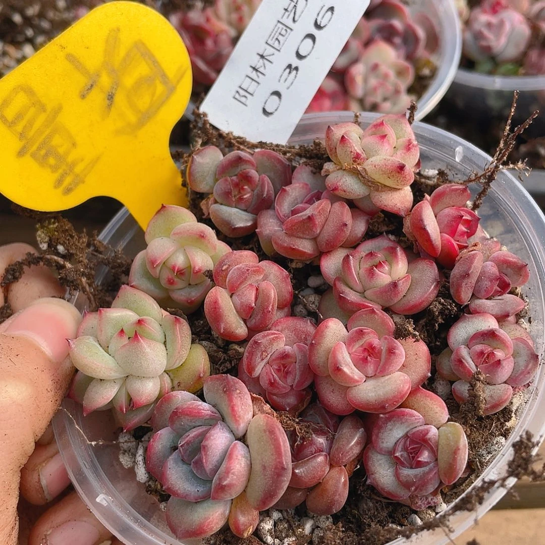 补差价多肉植物306
