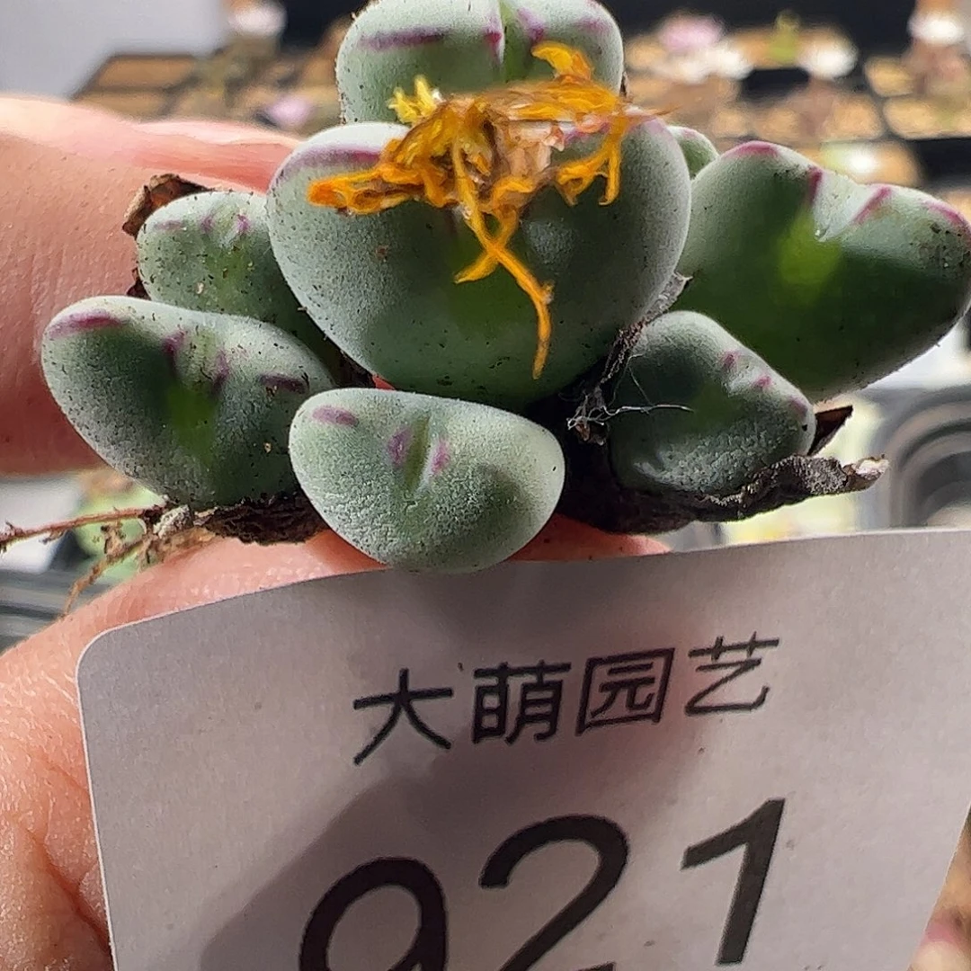 一物一拍毛口迪×少将921