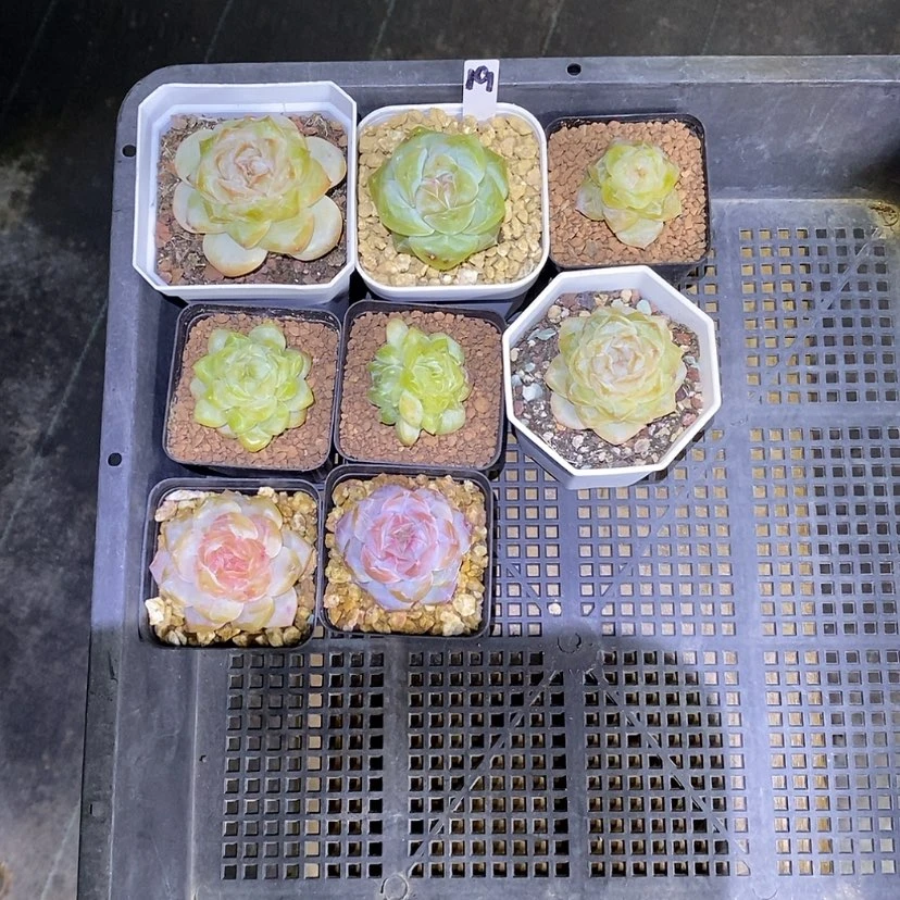 【闪购商品】b****e19一筐8颗多肉