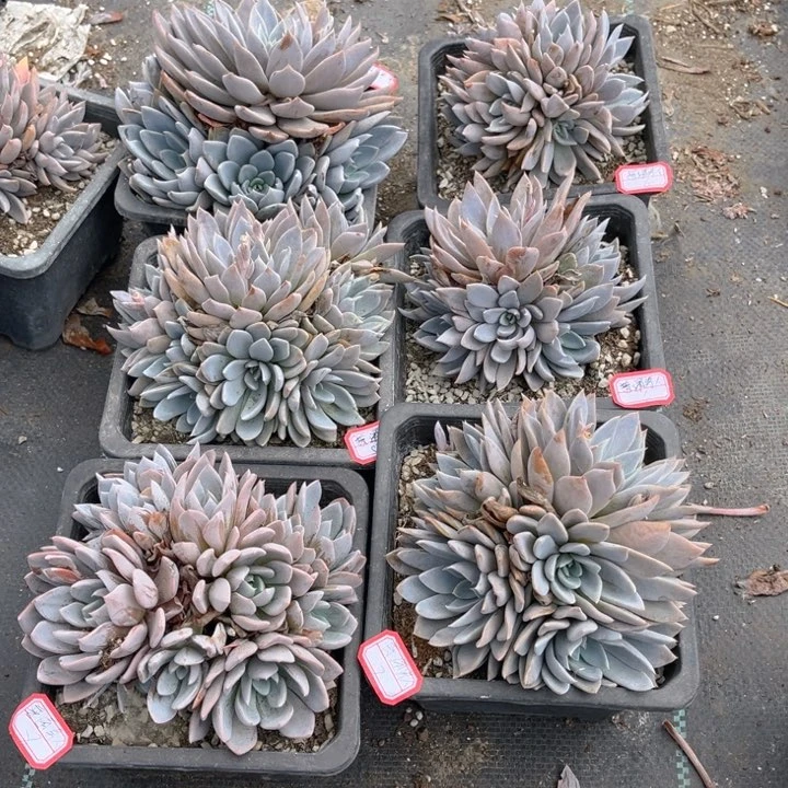 普**人欧版银天女六颗